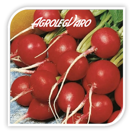 Seminte de ridichi VIENNA F1