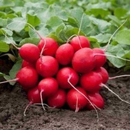 Seminte de ridichi de luna ROSETTA F1