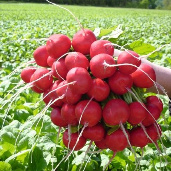 Seminte de ridichi de luna ROSETTA F1