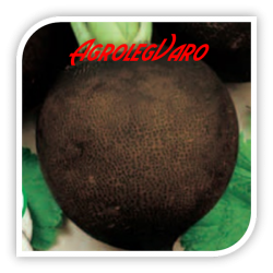 Seminte de ridichi negre RUNDER SCHWARZER