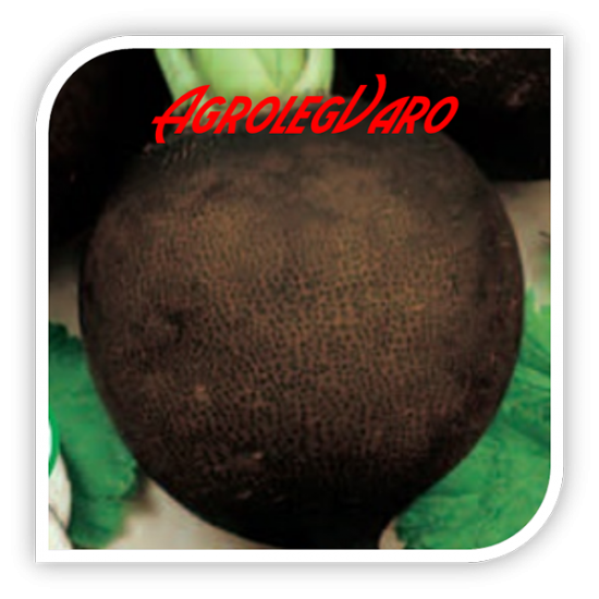 Seminte de ridichi negre RUNDER SCHWARZER