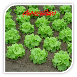 Seminte de salata BATAVIA MATINALE