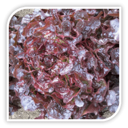 Seminte de salata BOLERO