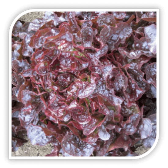 Seminte de salata BOLERO