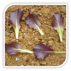 Seminte de salata COPACABANA