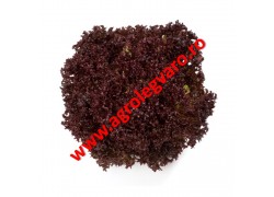 Seminte de salata Carmesi drajate