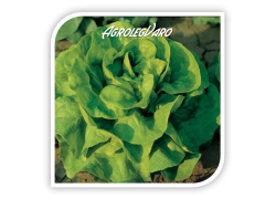 Seminte de salata JUSTINE