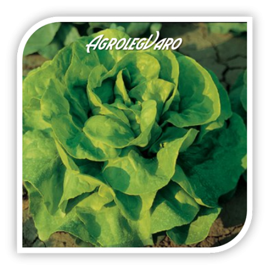 Seminte de salata JUSTINE