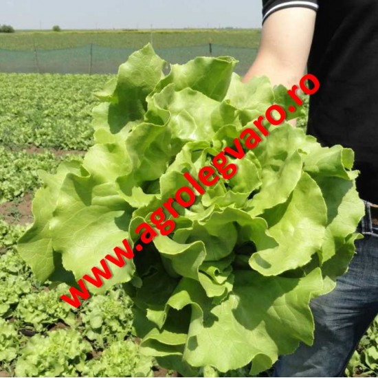 Seminte de salata Jolito drajate