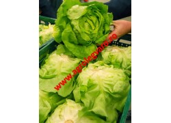 Seminte de salata Jolito drajate