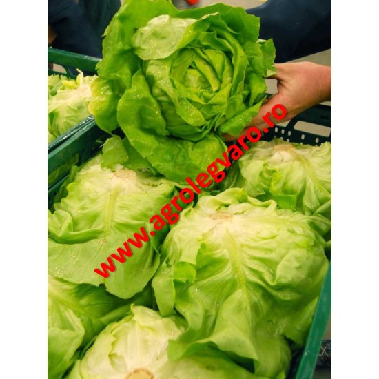 Seminte de salata Jolito drajate