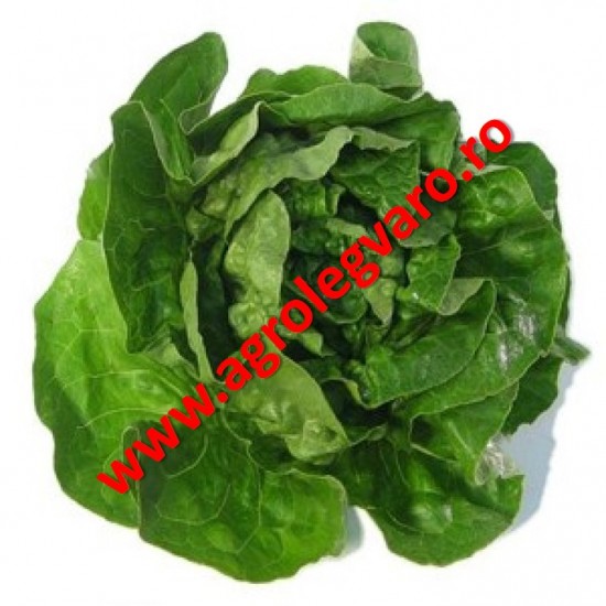 Seminte de salata Jolito drajate