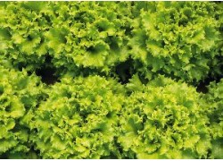 Seminte de salata LIANABEL