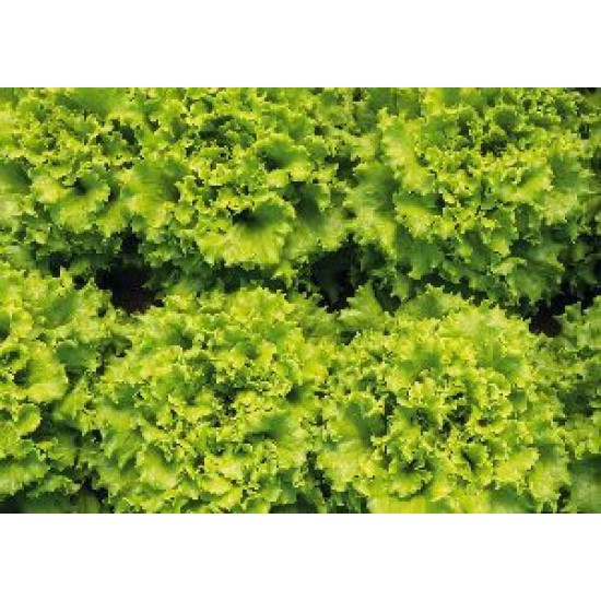 Seminte de salata LIANABEL