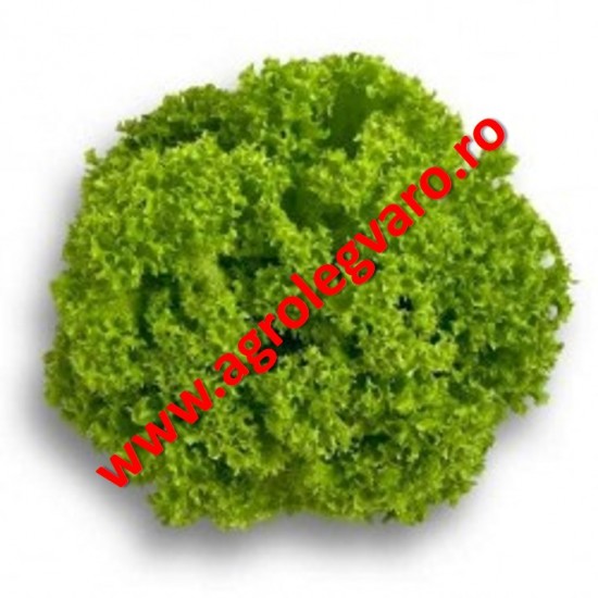 Seminte de salata Lozano drajate