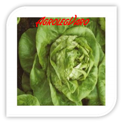 Seminte de salata MONA