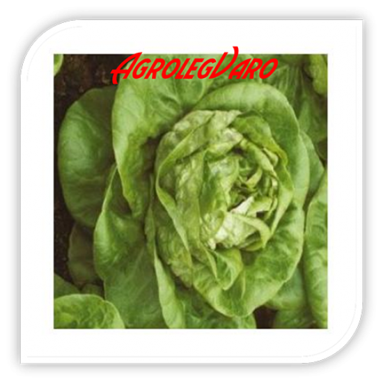 Seminte de salata MONA