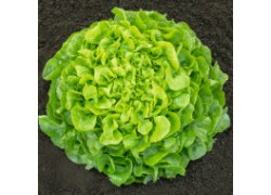 Seminte de salata PLEASANCE