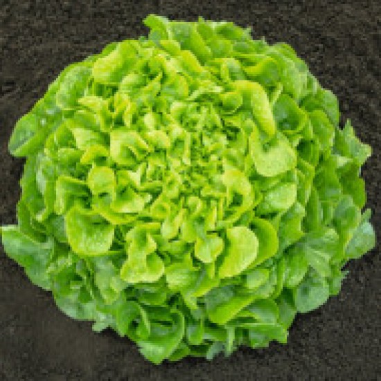 Seminte de salata PLEASANCE