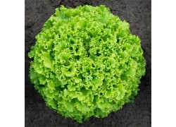 Seminte de salata SEMENTEL