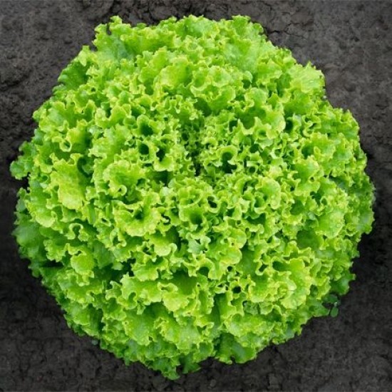 Seminte de salata SEMENTEL