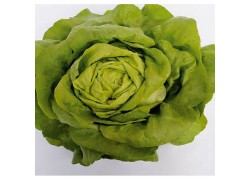 Seminte de salata SOTALIS