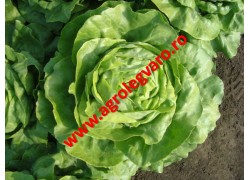 Seminte de salata Santoro NS