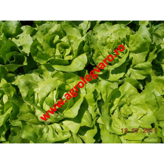 Seminte de salata Santoro NS