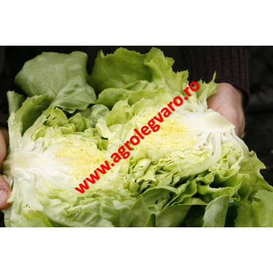 Seminte de salata Santoro NS