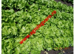 Seminte de salata Santoro NS