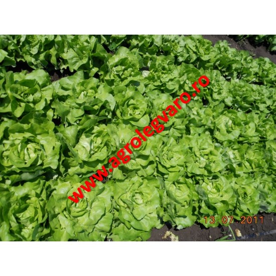 Seminte de salata Santoro NS