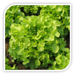 Seminte de salata batavia ISIRA