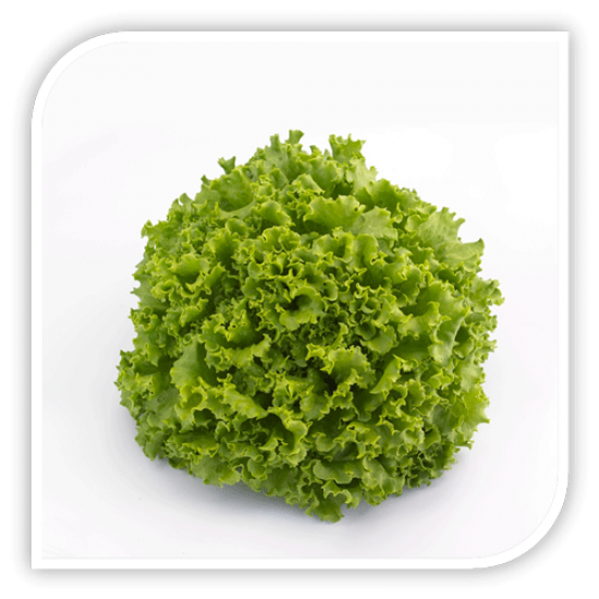 Seminte de salata creata OLEOLE F1 (DRAJATA)
