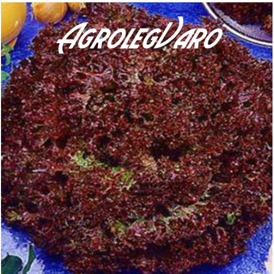 Seminte de salata creata rosie Lollo Rossa