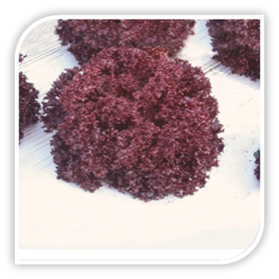 Seminte de salata creata rosie MATADOR