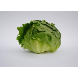 Seminte de salata iceberg LECTRICE