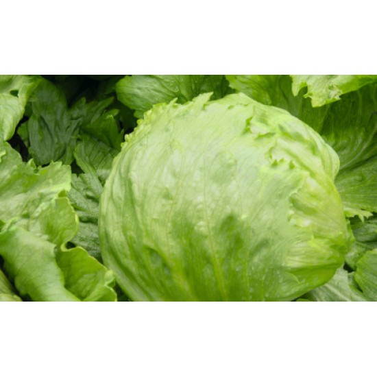 Seminte de salata iceberg TIMES