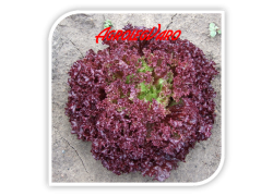 Seminte de salata rosie BACCHUS