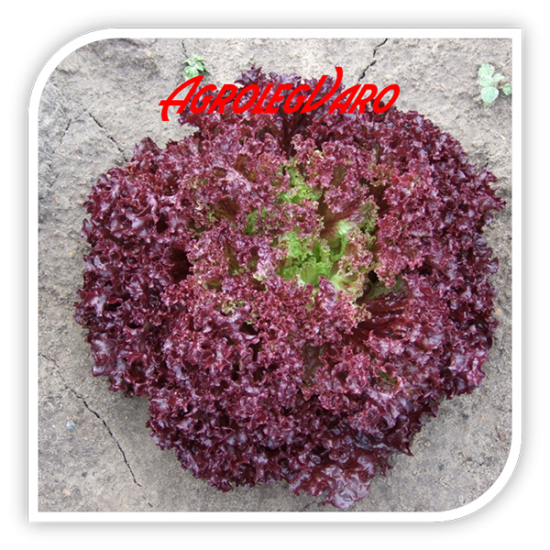 Seminte de salata rosie BACCHUS