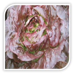 Seminte de salata rosie Matrioska