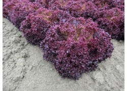 Seminte de salata rosie SOLOS