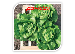 Seminte de salata verde COSIMA