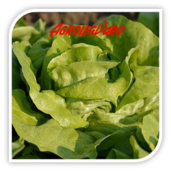 Seminte de salata verde HELMUT