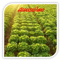 Seminte de salata verde LORES