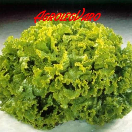 Seminte de salata verde creata Lollo Bionda