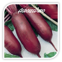Seminte de sfecla rosie CYLINDRA AS
