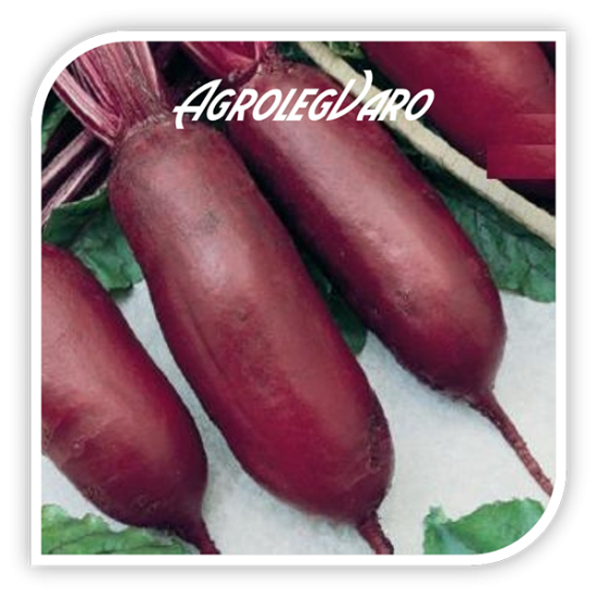 Seminte de sfecla rosie CYLINDRA AS