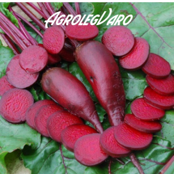 Seminte de sfecla rosie CYLINDRA HOL