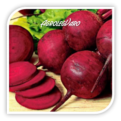 Seminte de sfecla rosie DETROIT 2 HF