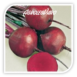 Seminte de sfecla rosie DETROIT AS